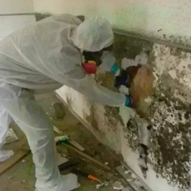 Mold Remediation and Removal in Northampton, MA